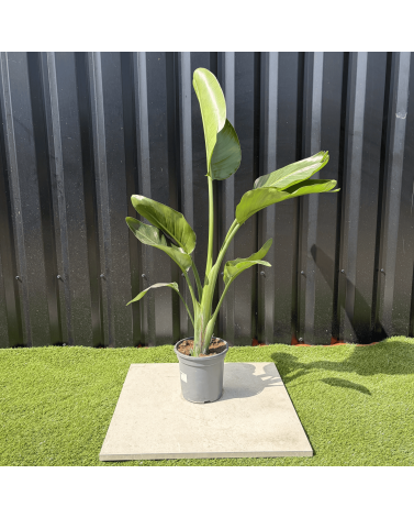 Strelitzia Nicolai Oiseau de Paradis Hauteur 100 cm