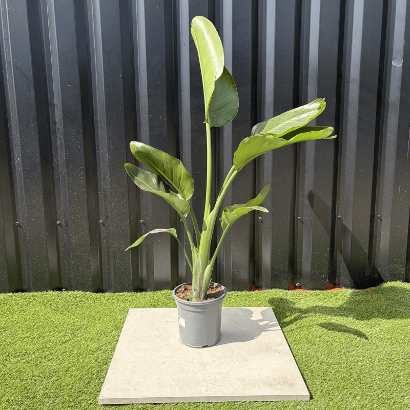 Strelitzia Nicolai Oiseau de Paradis Hauteur 100 cm