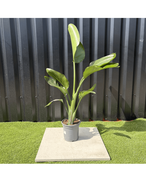 Strelitzia Nicolai Oiseau de Paradis Hauteur 100 cm