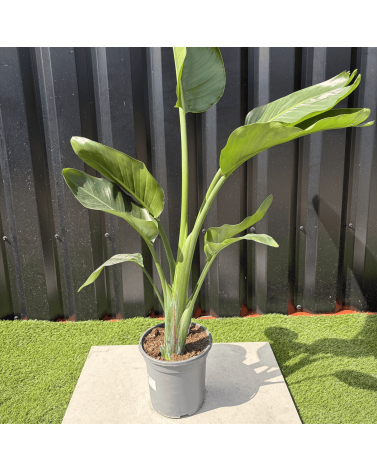 Strelitzia Nicolai Oiseau de Paradis Hauteur 100 cm