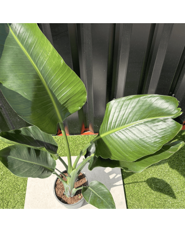 Strelitzia Nicolai Oiseau de Paradis Hauteur 100 cm