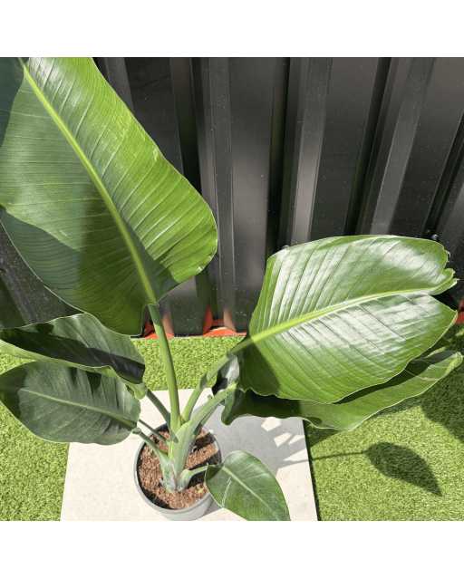 Strelitzia Nicolai Oiseau de Paradis Hauteur 100 cm