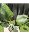 Strelitzia Nicolai Oiseau de Paradis Hauteur 100 cm