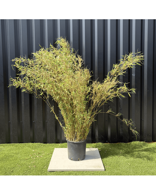 Bambou Non Traçant Fargesia Rufa Hauteur 150 cm