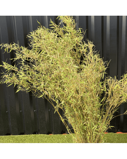 Bambou Non Traçant Fargesia Rufa Hauteur 150 cm