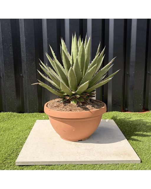 Agave Ghiesbreghtii Pot 14 Litres Hauteur 60 cm