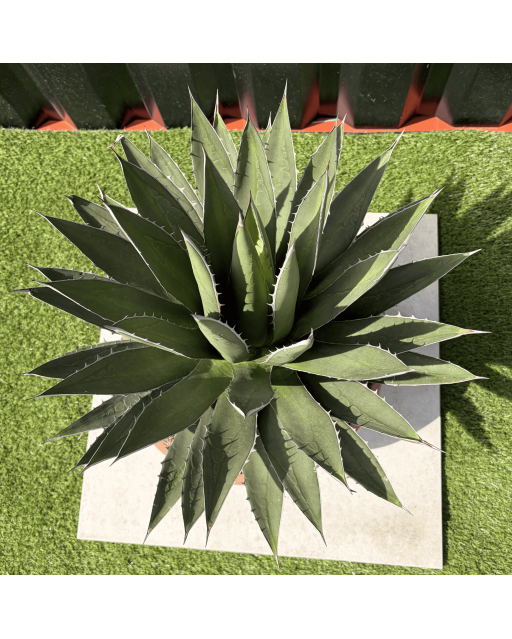 Agave Ghiesbreghtii Pot 14 Litres Hauteur 60 cm