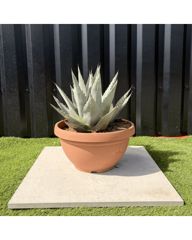 Agave Deserti Pot 14 Litres Hauteur 50 cm