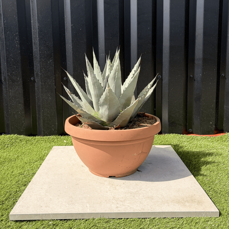 Agave Deserti Pot 14 Litres Hauteur 50 cm