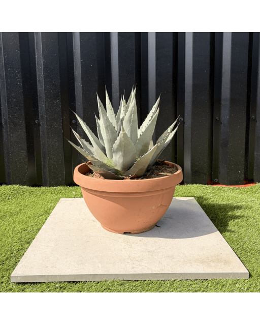 Agave Deserti Pot 14 Litres Hauteur 50 cm