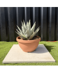 Agave Deserti Pot 14 Litres Hauteur 50 cm