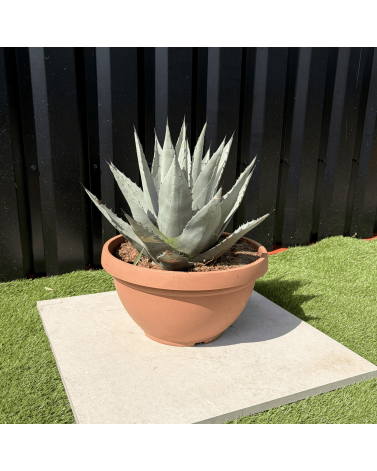 Agave Deserti Pot 14 Litres Hauteur 50 cm
