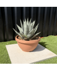 Agave Deserti Pot 14 Litres Hauteur 50 cm