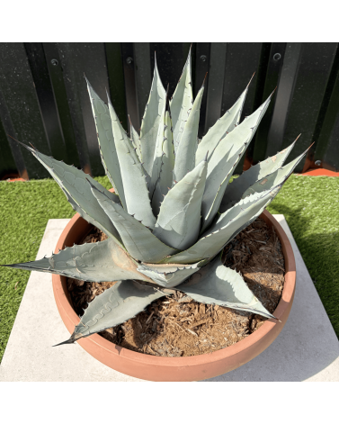 Agave Deserti Pot 14 Litres Hauteur 50 cm