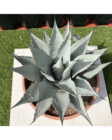 Agave Deserti Pot 14 Litres Hauteur 50 cm