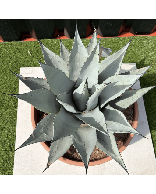 Agave Deserti Pot 14 Litres Hauteur 50 cm