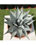 Agave Deserti Pot 14 Litres Hauteur 50 cm