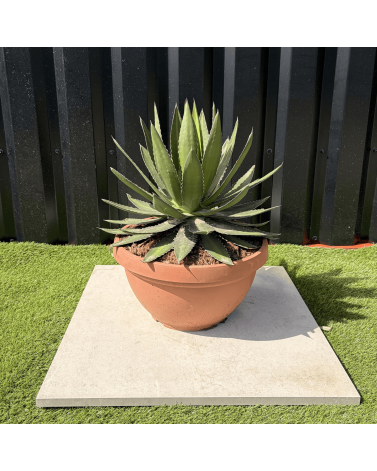 Agave Lophantha Pot 14 Litres Hauteur 50 cm