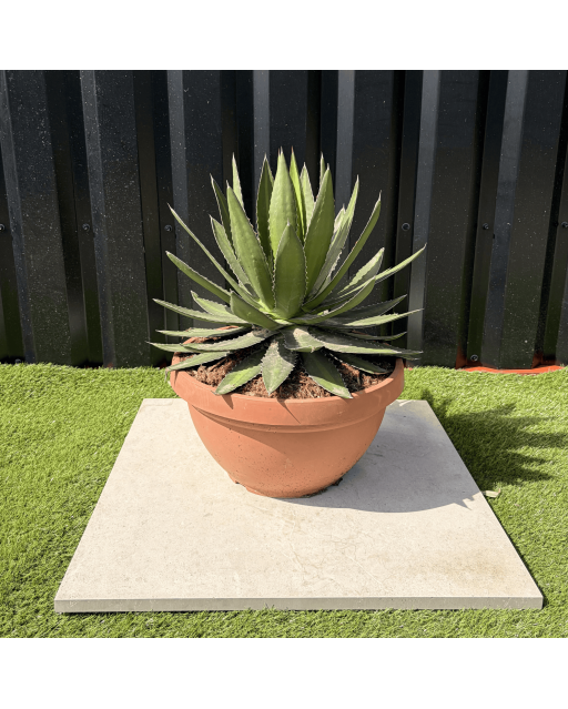 Agave Lophantha Pot 14 Litres Hauteur 50 cm