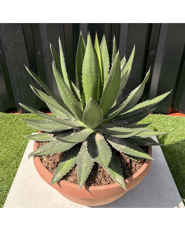 Agave Lophantha Pot 14 Litres Hauteur 50 cm
