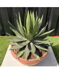 Agave Lophantha Pot 14 Litres Hauteur 50 cm