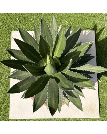 Agave Lophantha Pot 14 Litres Hauteur 50 cm