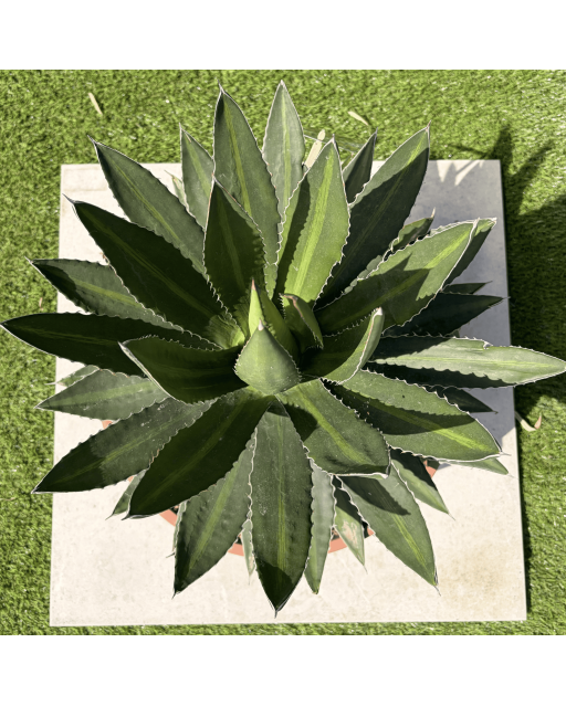 Agave Lophantha Pot 14 Litres Hauteur 50 cm