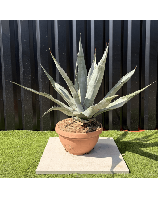 Agave Salmiana Longifolia Pot 14 Litres Hauteur 60 cm