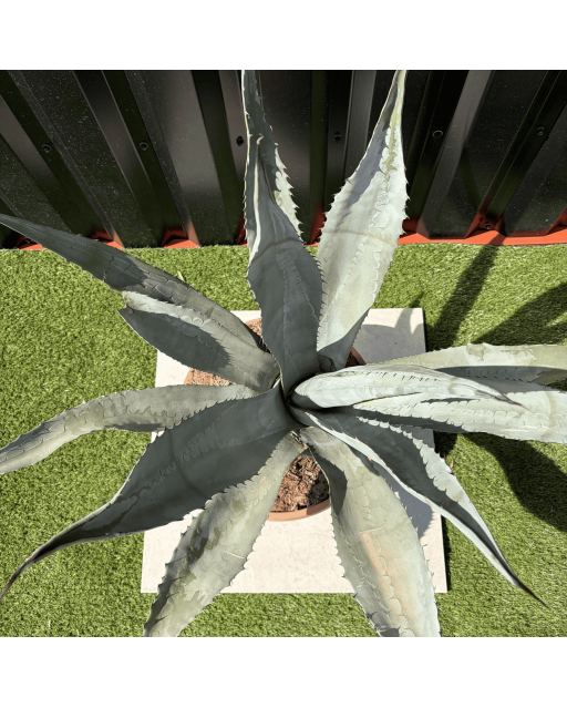 Agave Salmiana Longifolia Pot 14 Litres Hauteur 60 cm