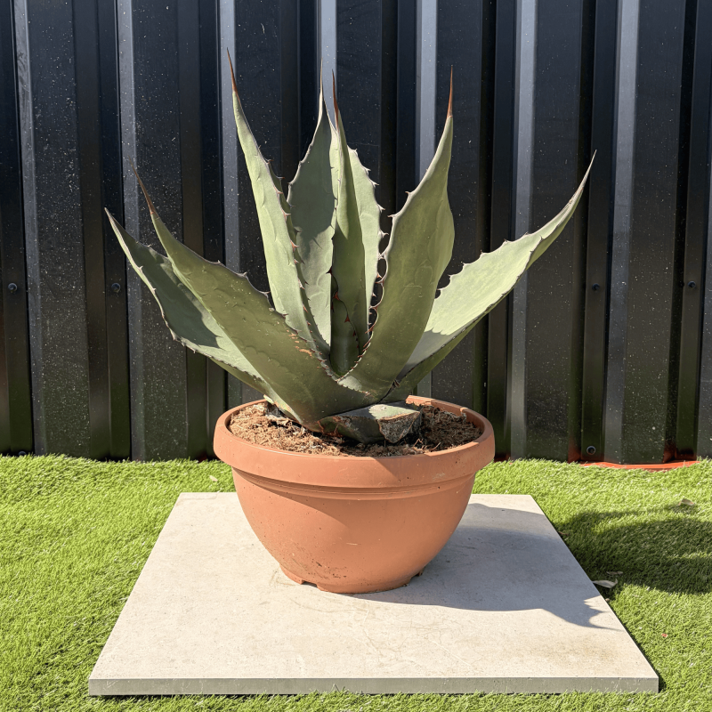 Agave Salmiana Ferox Pot 14 Litres Hauteur 60 cm