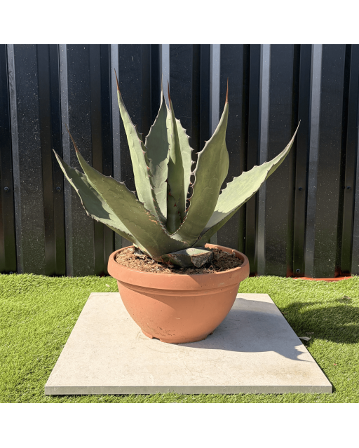 Agave Salmiana Ferox Pot 14 Litres Hauteur 60 cm