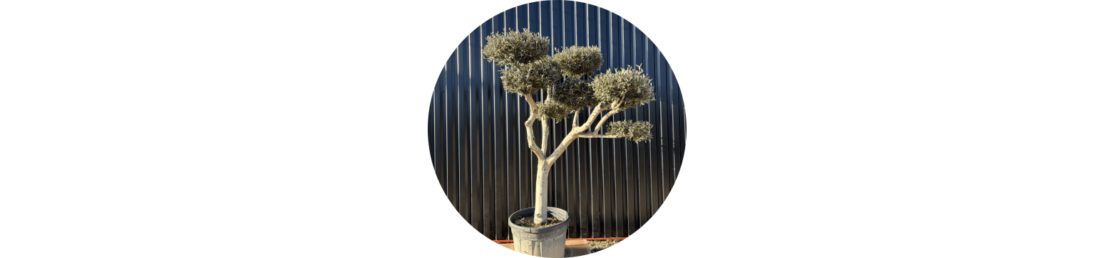 Oliviers provenance directe des producteurs, livraison 72h