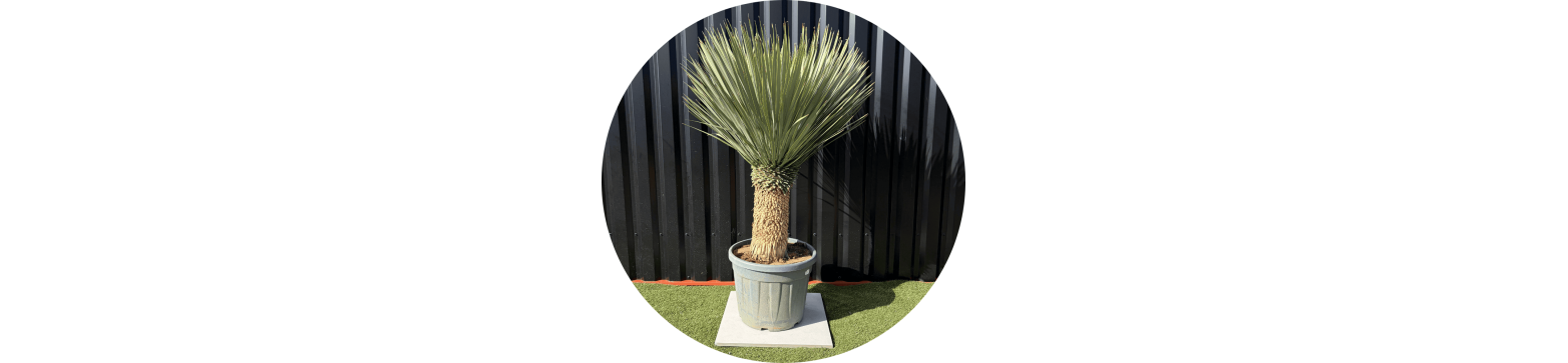 Yuccas provenance directe des producteurs, livraison 72h