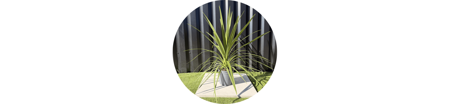 Cordylines Toutes Tailles, Livraison à domicile offerte 72h