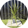 Cordylines