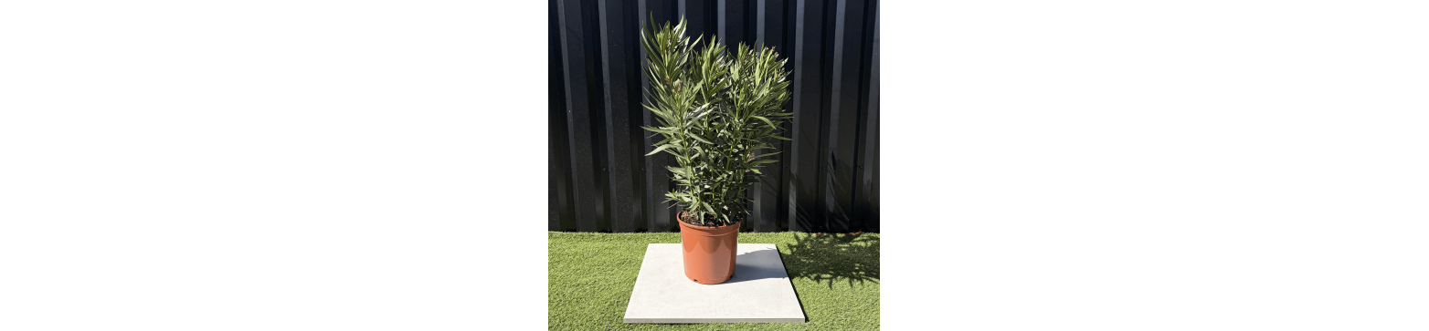 Lauriers Nerium Oleander plusieurs coloris disponible