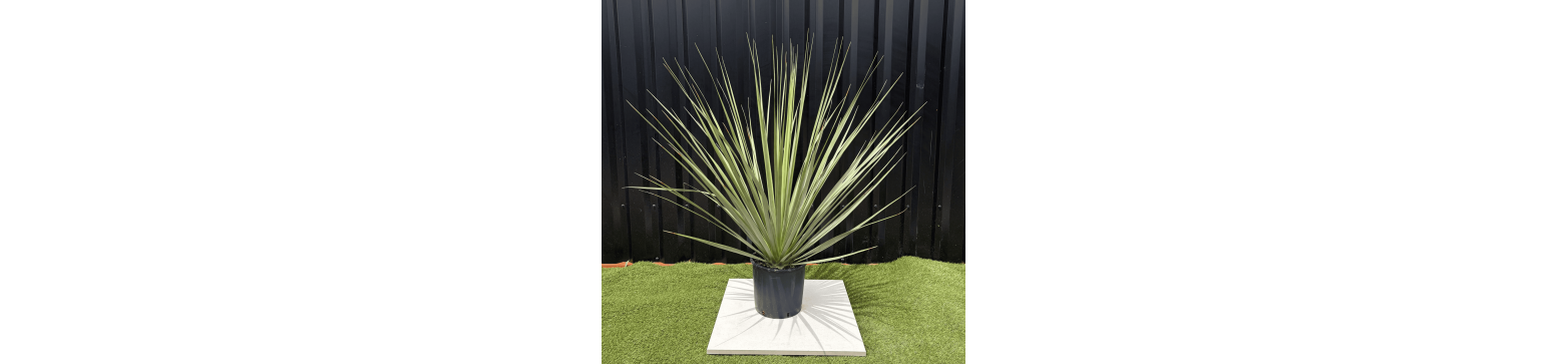 Nolina Nelsonii & Parviflora provenance directe des producteurs