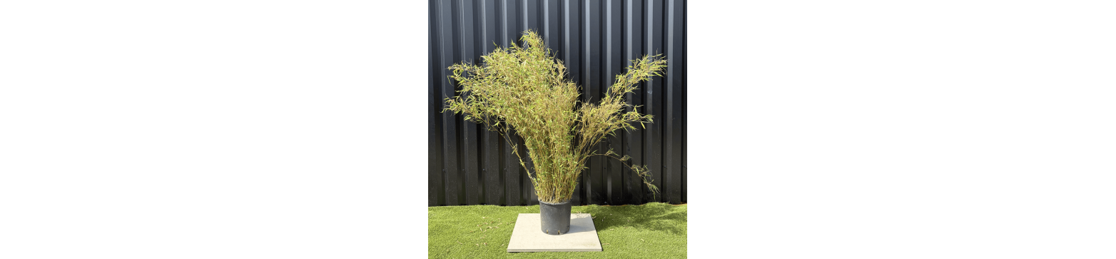 Bambous non invasif provenance directe des producteurs