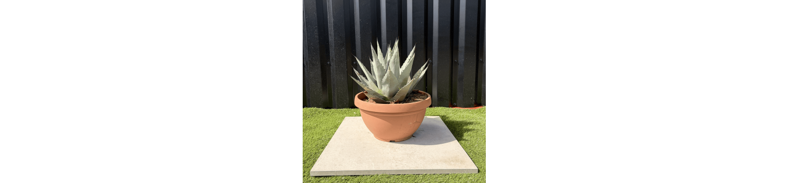 Agaves résistantes au gel, prix très compétitifs, provenance directe des producteurs