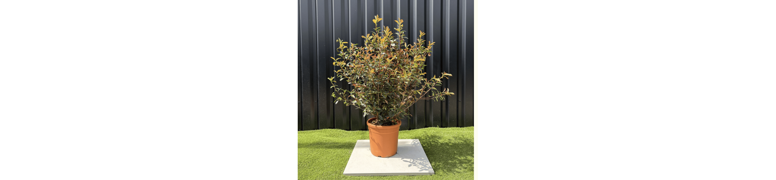 Photinias