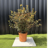 Photinias